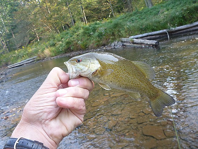 Bass from Kettle.JPG